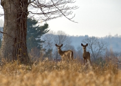 Deer in Field 